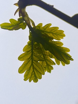 IMG_3529.jpeg