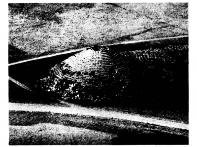 Medracen crai_0065-0536_1973_num_117_3_T1_0479_0000_1.png