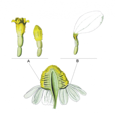 Matricaria recutita (famille des composées) Franz Eugène Köhler - Copie.PNG (311.43 Kio) Consulté 15934 fois Photo Franz Eugène Khöhler